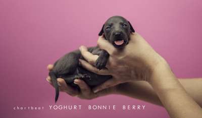 Chartbeat Yoghurt Bonnie Berry