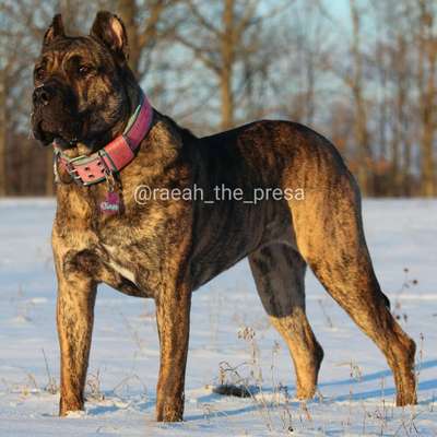 RENENUTET OF PROPER K9