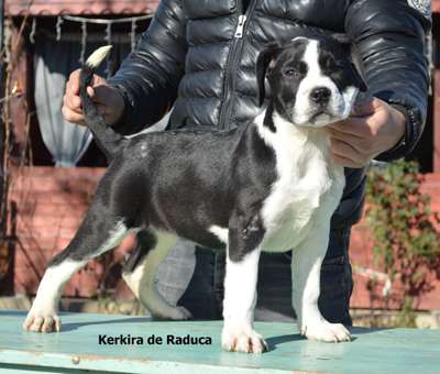KERKIRA DE RADUCA