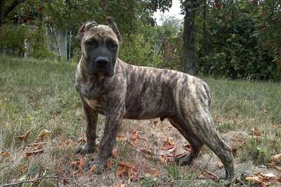 CAZA MAYOR BURY CANARIO