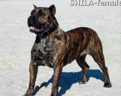 SHILA MEDOK