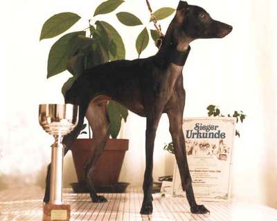 Gingillo Italica