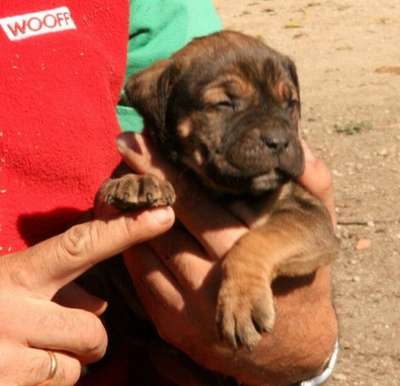 DOLORES DE KING ZULU