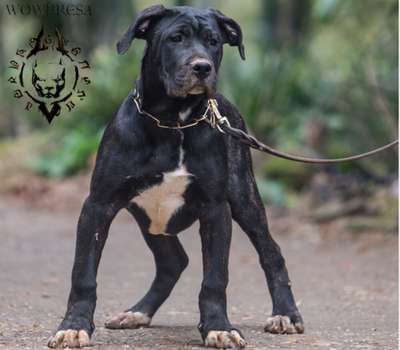 HEIHU DE WOWPRESA