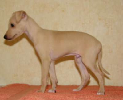 Astra Bravissimo Gercog Goracio