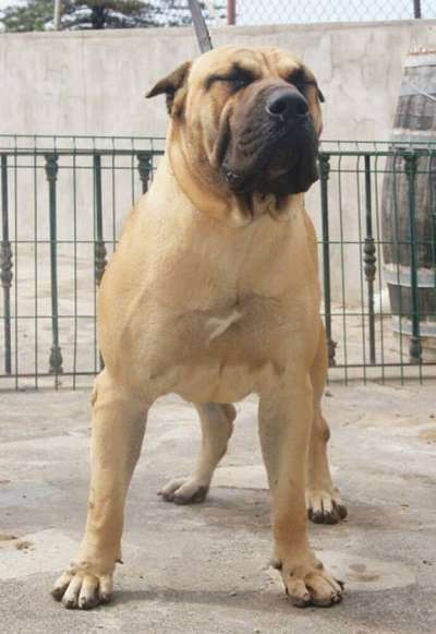 CHIO DEL CALABAZO