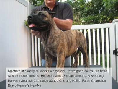 BRAVO KENNEL’S MACHOTE