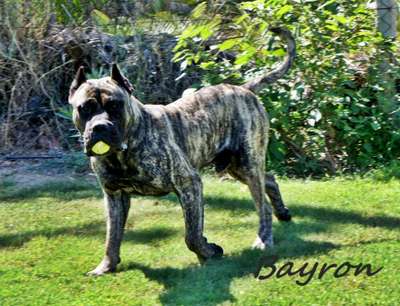 BAYRON TIMDOGKENNEL