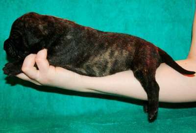 GARM DE CANARIO'S AMORE