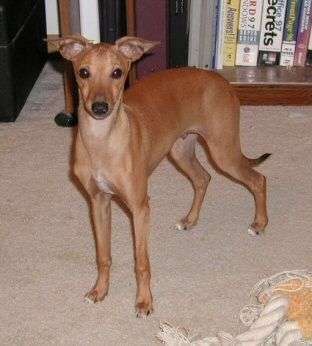 Layne's Erik The Red