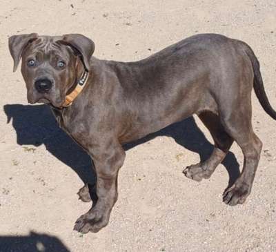 EFORO DE KING ZULU