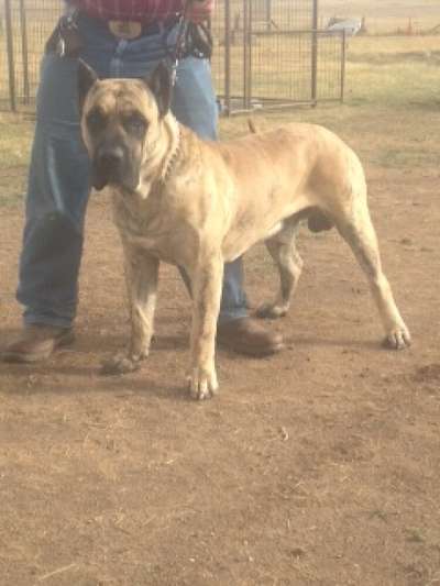 CANARIAN BULL'S DIESEL