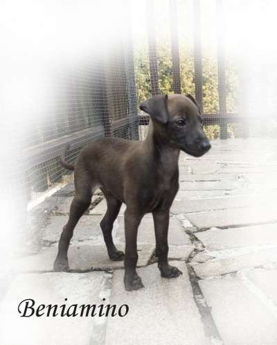 Beniamino Avatar Pinc