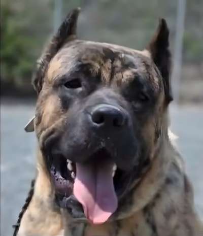 HERCULES DI DRAGO CANARIO (BRUNO)