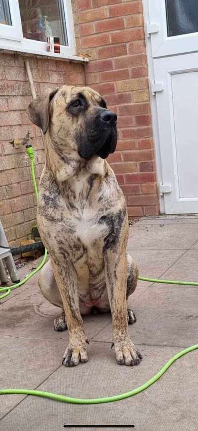 BOSS BULL CANARIO WILLOW