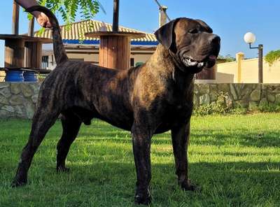 CLON DE GOJICAN ROSALES