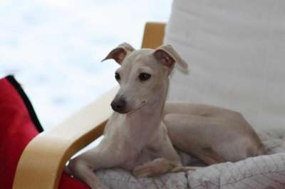Ivory-Ina von der Wittenaue