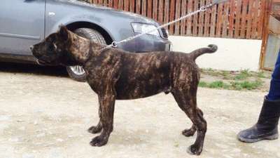 HECTOR DE MANGO BULL