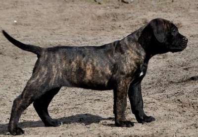 PERROS CANARIOS OROS ESTA