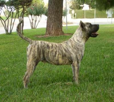 YO DE DOG REAL