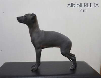 Albioli Reeta