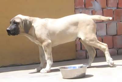 SUNDANCEDOGS BYRON