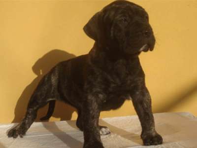 ALAYLA DE MOZACAN BULL