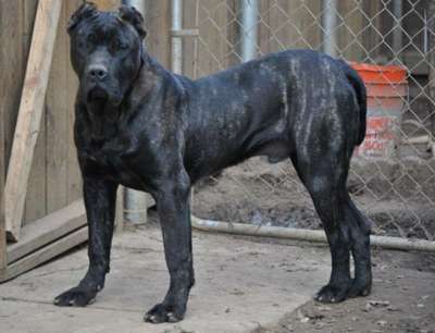 OSO DE MACHO GRANDE