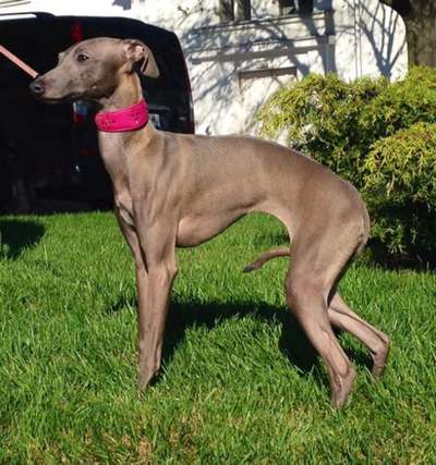 House Of Hounds Etoile De La Russie