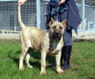 BOSS BULL CANARIO TINA