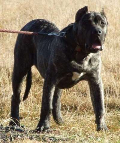 BEHEMOTH BALUARTE DE LOS PERROS