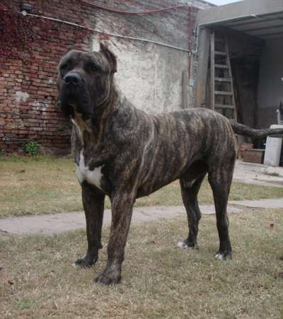 PEPO DE RANCHO BRAVO