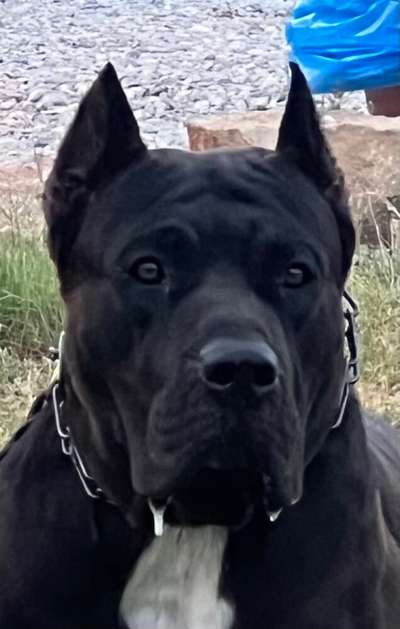 M’ARTICO SABURO KENNEL