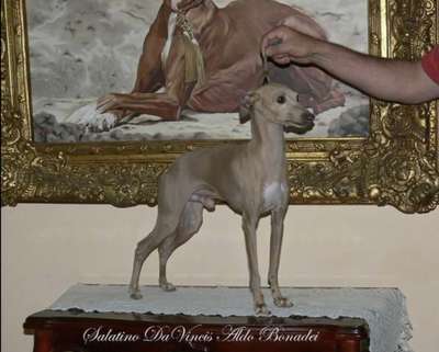 Salatino DaVinci Aldo Bonadei PLI