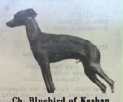 Bluebird Of Kashan