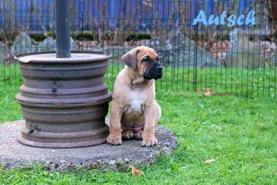 WEIHBULL'S AUTSCH