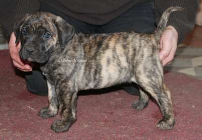 EL VEHEMACH' HERACLES