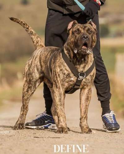 A-ROCKO PRESAGUARD