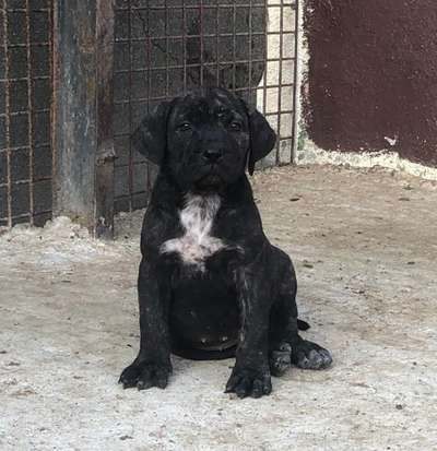LEIA DE KING ZULU