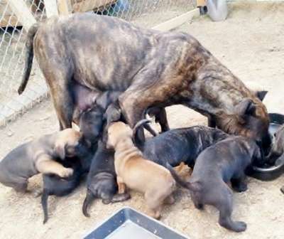 BUL BUL DE GURU KENNEL (GK BUL BUL)
