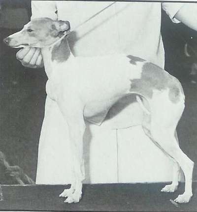 Sugarfoot Of Wingate