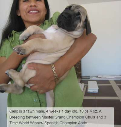 BRAVO KENNEL’S CIELO