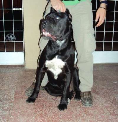 TANGO DE FURIA DEL PRESA (CORBATO)