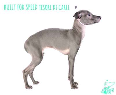 Built For Speed Tesori Di Carli