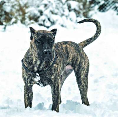 BUENA BAD DOGZ CANARIO