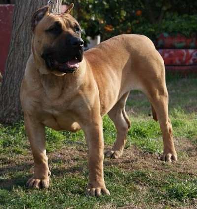 RUA DE BARNACAN BULL