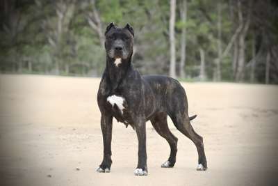 MYA DE EXOTIC PRESA