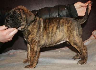 GARM DE CANARIO'S AROLLA ROUGE