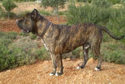 ATTILA PROTECTION SPIRIT