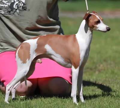 Piccino Westpoint